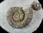 Fossil Ammonites (Aegocrioceras) on Rock - Germany #77950-1
